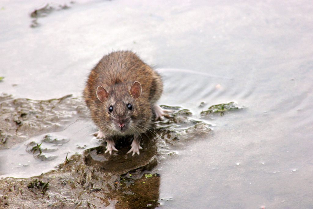 Who is responsible for rats in drains image of small brown rat
